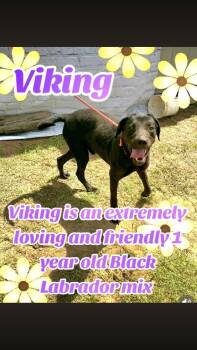 Black Labrador Retriever Dogs Available for Adoption - Viking | PetCurious