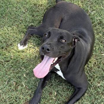 Lucy -  Labrador Retriever Dog for Adoption in Tulsa, Oklahoma - Lucy | PetCurious
