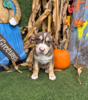 Holden -  Terrier Dog for Adoption in Hopkinsville, Kentucky - Holden | PetCurious