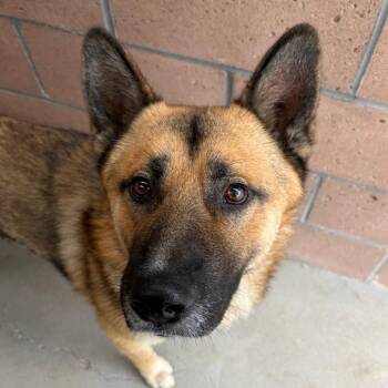 Rio -  German Shepherd Dog Dog for Adoption in Goleta, California - Rio | PetCurious