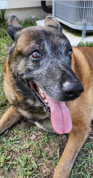 Tyson -  Belgian Shepherd Malinois Dog for Adoption in St. Augustine, Florida - Tyson | PetCurious