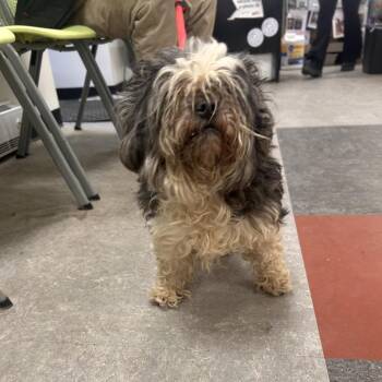 Mixed Breed Dogs Available for Adoption - Buzzette | PetCurious