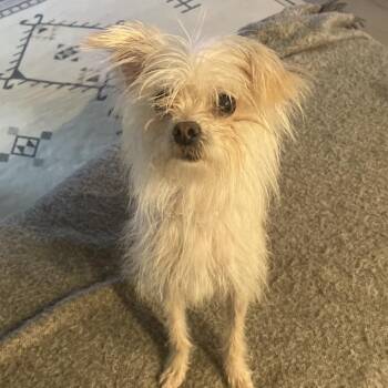 Dandelion 22541 -  Terrier and Mixed Breed Dog for Adoption in Cumming, Georgia - Dandelion 22541 | PetCurious