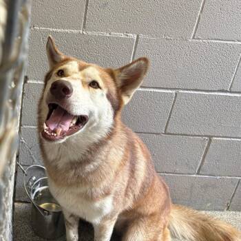 Koda -  Husky Dog for Adoption in Royse City, Texas - Koda | PetCurious