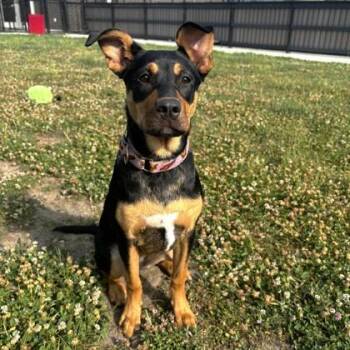Sunni -  Mixed Breed Dog for Adoption in Wheaton, Illinois - Sunni | PetCurious