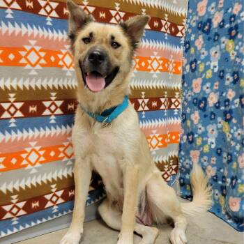 Biscotti -  Shepherd Dog for Adoption in Alpine, Texas - Biscotti | PetCurious