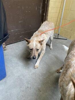 RORY -  Australian Cattle Dog Blue Heeler Dog for Adoption in Stockton, California - RORY | PetCurious