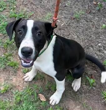 Rescue Labrador Retriever and Hound Dogs for Adoption in Pelzer, South Carolina - Barney | PetCurious