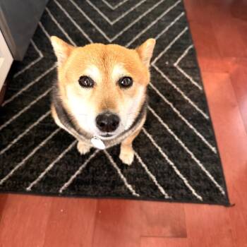 Susan -  Shiba Inu Dog for Adoption in Normal, Illinois - Susan | PetCurious
