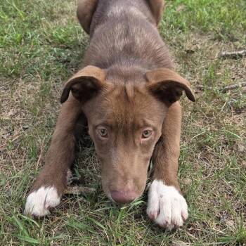 Mason -  Husky Dog for Adoption in Park Rapids, Minnesota - Mason | PetCurious