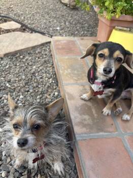 Chihuahua Dogs Available for Adoption in Tucson, Arizona - Mango & Papaya | PetCurious