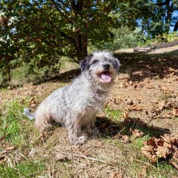 Scruffy -  Australian Cattle Dog Blue Heeler and Coton De Tulear Dog for Adoption in Portland, Oregon - Scruffy | PetCurious
