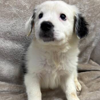 Mixed Breed Dogs Available for Adoption - Petty | PetCurious