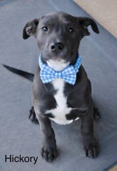 Labrador Retriever Dogs Available for Adoption - Hickory | PetCurious