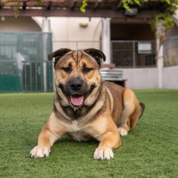 Shar Pei and Labrador Retriever Dogs Available for Adoption in Pasadena, California - Cheeto | PetCurious