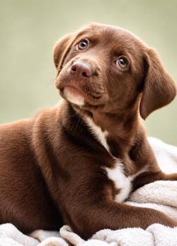 Flat Coated Retriever and Chocolate Labrador Retriever Dogs Available for Adoption in Nahunta, Georgia - BRUCE | PetCurious