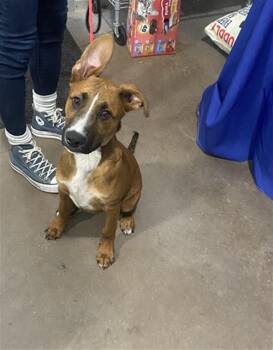 Mixed Breed Dogs Available for Adoption in Dallas, Texas - RICKY | PetCurious