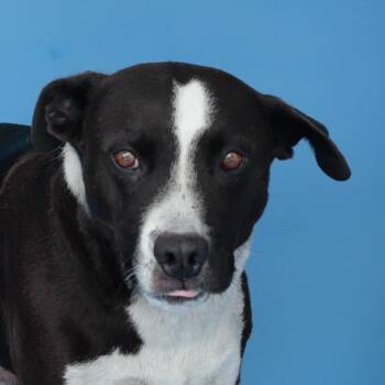 Terrier and Pit Bull Terrier Dogs Available for Adoption in Pasadena, California - IGOR | PetCurious