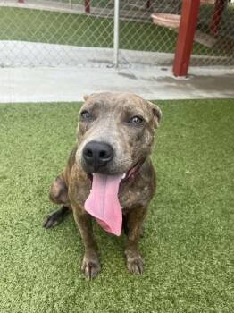 Phoebe -  Boxer Dog for Adoption in Fayetteville, Arkansas - Phoebe | PetCurious