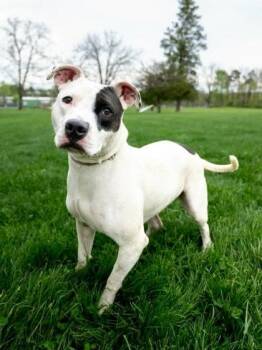 Mixed Breed Dogs Available for Adoption in West Chester, Pennsylvania - Jade (Nyla) | PetCurious