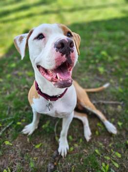 Great Dane Dogs Available for Adoption in Bowie, Maryland - Kolby | PetCurious
