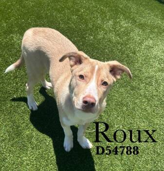 Mixed Breed Dogs Available for Adoption in Clarksville, Tennessee - Roux | PetCurious