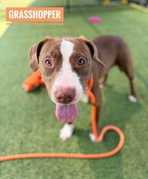 Grasshopper -  Mixed Breed Dog for Adoption in Flint, Michigan - Grasshopper | PetCurious