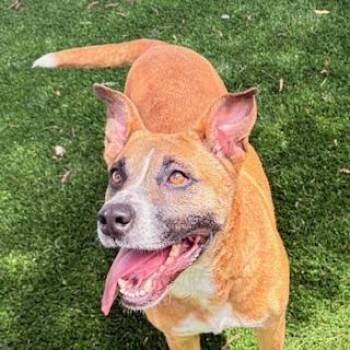 Bases Loaded -  Terrier Dog for Adoption in Mt. Juliet, Tennessee - Bases Loaded | PetCurious