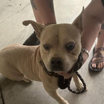 Stray - Carver Holt Rd -  English Bulldog Dog for Adoption in Roxboro, North Carolina - Stray - Carver Holt Rd | PetCurious
