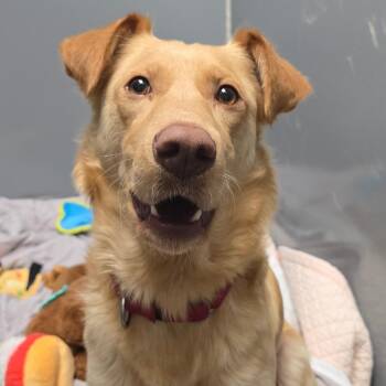 Golden Retriever and Labrador Retriever Dogs Available for Adoption - Belle | PetCurious