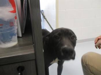 A384075 -  Labrador Retriever Dog for Adoption in Ocala, Florida - A384075 | PetCurious