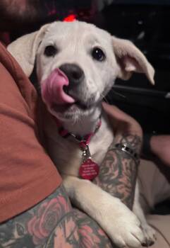 Anatolian Shepherd and Great Pyrenees Dogs Available for Adoption - Milo * | PetCurious