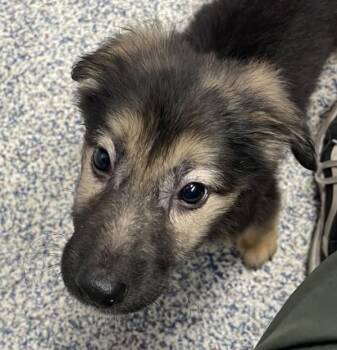 Gidget -  German Shepherd Dog Dog for Adoption in Golden, Colorado - Gidget | PetCurious