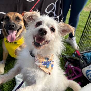 Rescue Terrier and Poodle Dogs for Adoption in San Jacinto, California - Osbourne | PetCurious