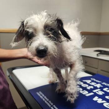 Reba -  Miniature Poodle Dog for Adoption in Chesnee, South Carolina - Reba | PetCurious