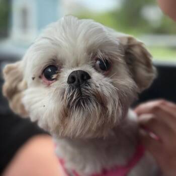 Molly -  Lhasa Apso Dog for Adoption in Greenfield, Indiana - Molly | PetCurious