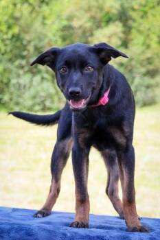 Cher -  Mixed Breed Dog for Adoption in Columbia, Tennessee - Cher | PetCurious