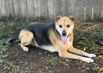 Clove -  Shepherd Dog for Adoption in Littleton, Colorado - Clove | PetCurious