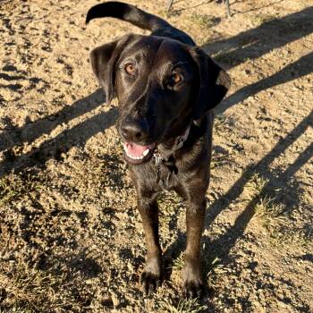 Lollie -  Labrador Retriever Dog for Adoption in Tunica, Mississippi - Lollie | PetCurious