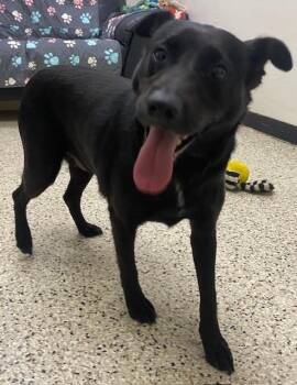 Juniper Jane (Bella) -  Labrador Retriever Dog for Adoption in Little Rock, Arkansas - Juniper Jane (Bella) | PetCurious