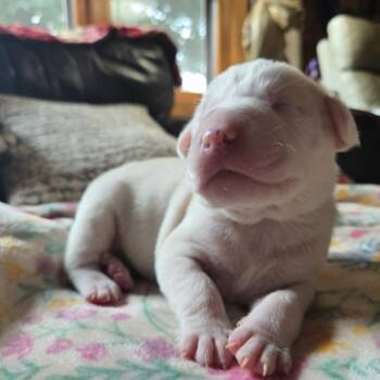 Dipper -  Labrador Retriever and Pit Bull Terrier Dog for Adoption in Alma, Wisconsin - Dipper | PetCurious