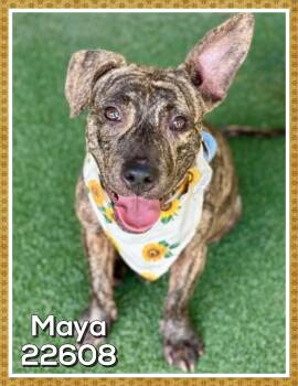 MAYA -  Pit Bull Terrier Dog for Adoption in Marietta, Georgia - MAYA | PetCurious