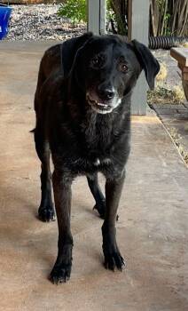 Rescue Labrador Retriever Dogs for Adoption in Mendota Heights, Minnesota - Blackie | PetCurious