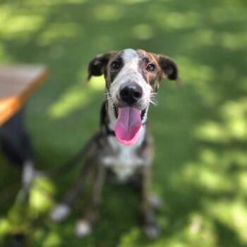 Birdie -  Mixed Breed Dog for Adoption in Port Charlotte, Florida - Birdie | PetCurious