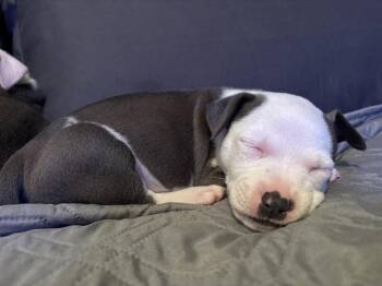 Uno -  Mixed Breed Dog for Adoption - Uno | PetCurious