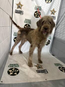 JASON -  Irish Wolfhound and Mixed Breed Dog for Adoption in Winter Haven, Florida - JASON | PetCurious