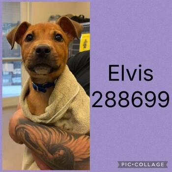 ELVIS -  Mixed Breed Dog Available for Adoption in Macon, Georgia - ELVIS | PetCurious