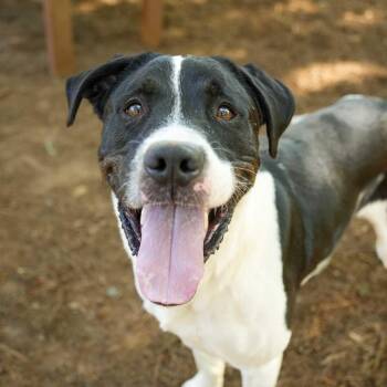 Mixed Breed Dogs Available for Adoption in Aiken, South Carolina - Dancer 43456 | PetCurious