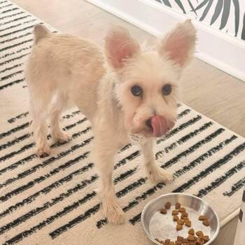 Princess - Sponsor me -  Miniature Schnauzer Dog for Adoption in Homer Glen, Illinois - Princess - Sponsor Me | PetCurious