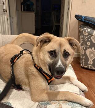 Velveeta -  German Shepherd Dog Dog for Adoption in Cuyahoga Falls, Ohio - Velveeta | PetCurious